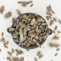 Сосновая почка