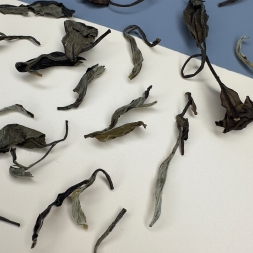 Лао Бай Му Дань - 2013 год